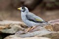 Noisy Miner - Manorina melanocephala - bird in the honeyeater family, Meliphagidae, and is endemic to eastern and south-eastern A