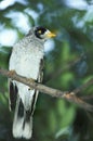 Noisy Miner, Manorina melanocephala Royalty Free Stock Photo