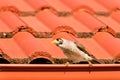 A noisy miner (Manorina melanocephala) on a red roof