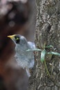 Noisy Miner (Manorina melanocephala)