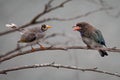 Noisy Miner meets Dollar Bird Royalty Free Stock Photo