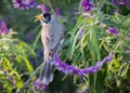 Noisy Miner Perched In Mexican Bush Save
