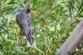 Noisy Miner in a thick green bush Royalty Free Stock Photo