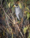 A Noisy Miner in a thick shrub Royalty Free Stock Photo