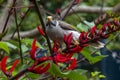 Noisy minor bird on stem of red erythrina Ã bidwillii flowers Royalty Free Stock Photo