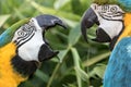 Noisy neighbor. Domestic squabble of two Blue-and-gold macaw neighbours.