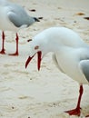 Noisy Seagull Royalty Free Stock Photo