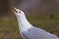 Noisy Seagull Royalty Free Stock Photo