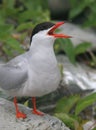 Noisy Tern