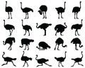 Black silhouettes of ostriches