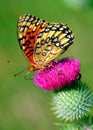 Female Nokomis Fritillary (Speyeria nokomis) butterfly Royalty Free Stock Photo