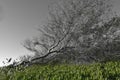 Tree knocked down by the wind