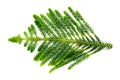 Nolfolk island pine leave on white background