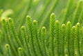 Nolfolk island pine leaves