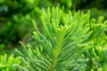 Nolfolk island pine leaves in the garden