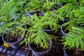 Nolfolk island pine leaves in plant nursery