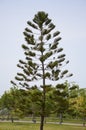 Nolfolk island pine tree