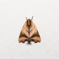 Nolid moth on white screen Royalty Free Stock Photo