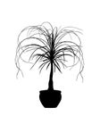 Nolina palm tree vector silhouette illustration isolated on white background. Elephant foot plant from Mexico.