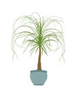 Nolina palm tree vector silhouette illustration isolated on white background. Elephant foot plant from Mexico.