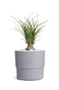 Nolina in pot isolated on white. House plant Royalty Free Stock Photo