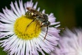 Nomad Bee - Genus Nomada