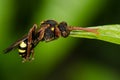 Nomad bee (Nomada sp.) gripping leaf with mandible, from above