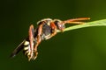 Nomad bee (Nomada sp.) gripping leaf with mandible, in profile