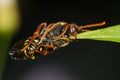 Nomad bee (Nomada sp.) gripping leaf with mandible, underside