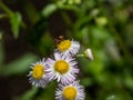 Nomad bee on white fleabane flowers 1