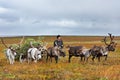 Nomad herder leads sledge with firewood to a camp. Royalty Free Stock Photo