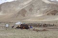 Nomad people in Ladakh, India Royalty Free Stock Photo