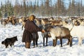 Nomad reindeer herder gives salt to his reindeer.