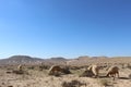 Nomad's sheeps in Ein avdat national park in Israel