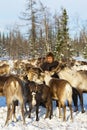 Nomad shepherd feeds reindeer during migration.