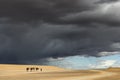 Nomad walks with four camels dromedary against dark rainy sky, at Erg Chebbi in Merzouga, Sahara desert of Morocco Royalty Free Stock Photo