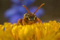 Nomada cuckoo-bee on a dandelion Royalty Free Stock Photo
