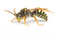 Nomada Cuckoo Bee Royalty Free Stock Photo