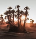 Nomadic desertlife Royalty Free Stock Photo