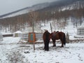 The nomadic life in the tranquil winter in Bogd Khaan valley, Ulaanbaatar, Mongolia.