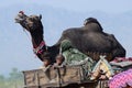 Nomadic tribal family from Thar desert preparing to traditional camel fair holiday at Pushkar,India