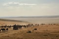 nomadic tribe traversing vast, open landscape with pack animals and carts