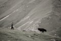 A nomadic woman gathers her cows in the morning while surrounded by high mountains