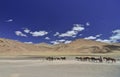 Nomads carrying googs on their Horses seen near lake Tsokar, Ladakh, India