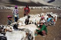 Nomads in Ladakh, India Royalty Free Stock Photo