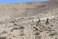 Nomads and sheep in Ein avdat national park in Israel