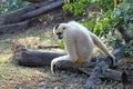 Nomascus concolor. Female white-cheeked crested Gibbon in the Park Royalty Free Stock Photo