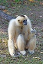 Nomascus concolor. Female white-cheeked Gibbon holding a banana Royalty Free Stock Photo