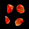 Non-activated platelets, thrombocytes Royalty Free Stock Photo