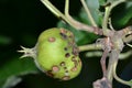 Non-agricultural wild apple bitten by worms Royalty Free Stock Photo